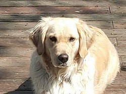 TEDDI GOLD by Handler Tim Evans